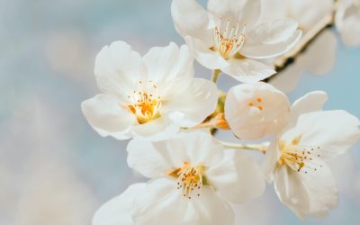 “La Decima Illuminazione”