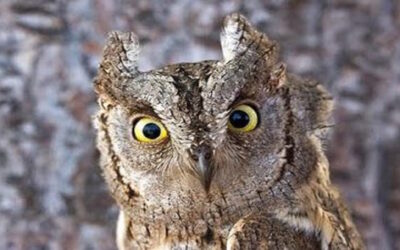 Quando scoprirai …