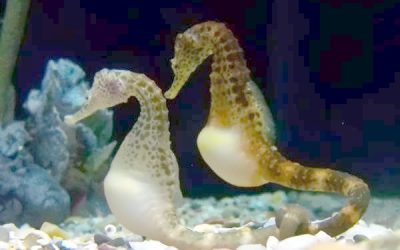 IL SACRO POTERE FEMMINILE