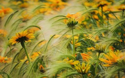 LA PACE E’ OGNI PASSO!