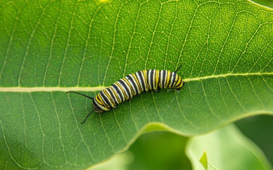 IL BRUCO E LA MONTAGNA