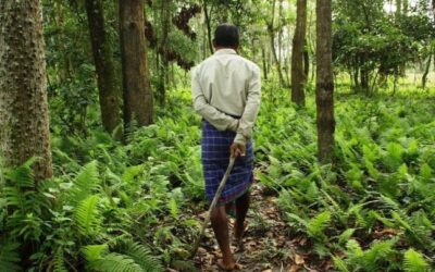 Molai, il ragazzo che creò la foresta