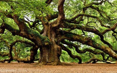 TU COME RICONOSCI IL TUO PROGETTO DI VITA?