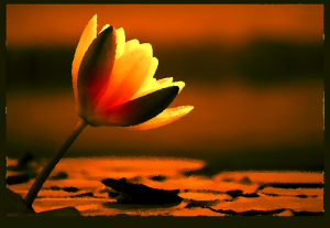 gratitudine5
