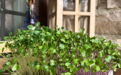 MICROGREENS: piccoli ortaggi, pazzescamente potenti